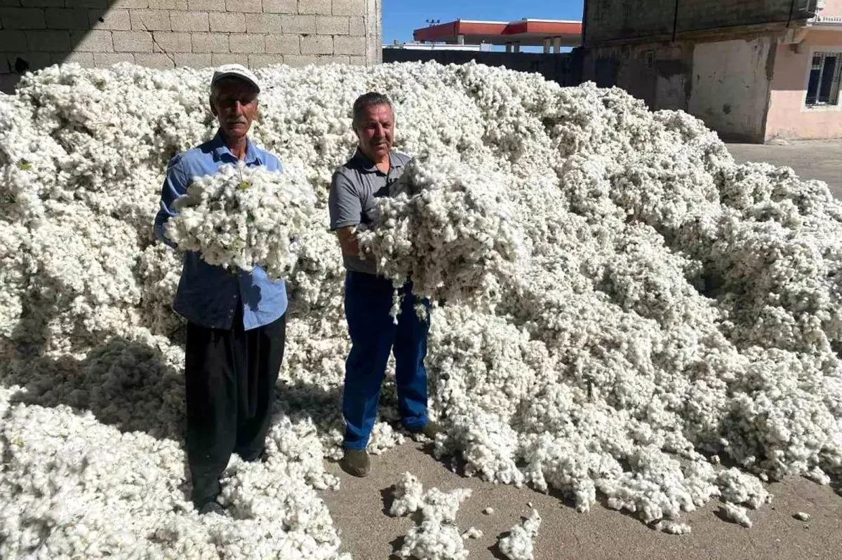 gaziantepte pamuk hasadi basladi OwuM6C53