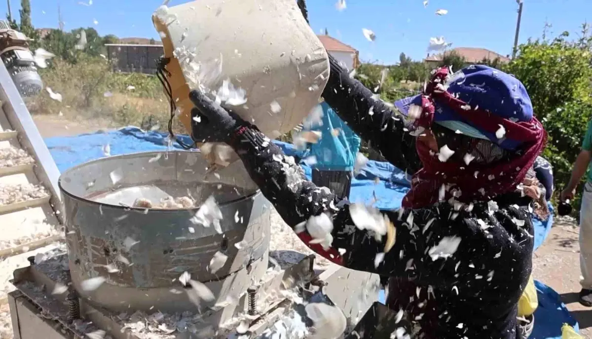 aksaray organik sarimsagi 2025 ekim sezonuna girdi s2wdSM1v