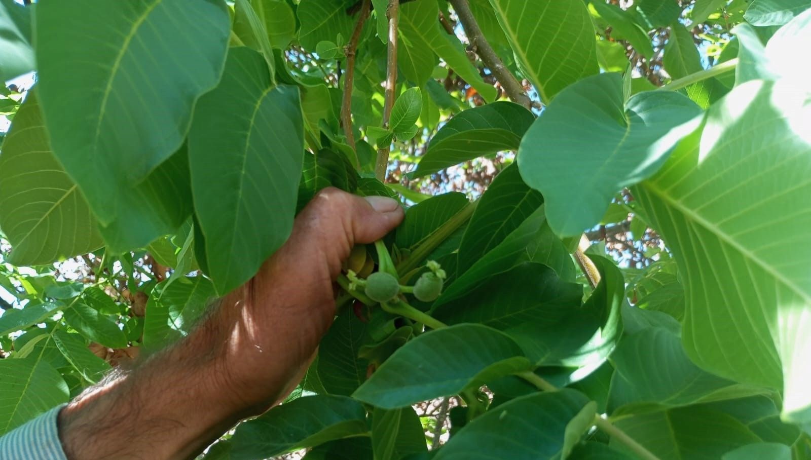 malatyada mevsim disinda meyve veren ceviz agaclari sasirtti LFYBwW4L