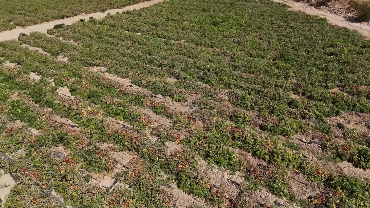 mersin buyuksehir belediyesinden ureticilere domates fidesi destegi VrZxlD6i