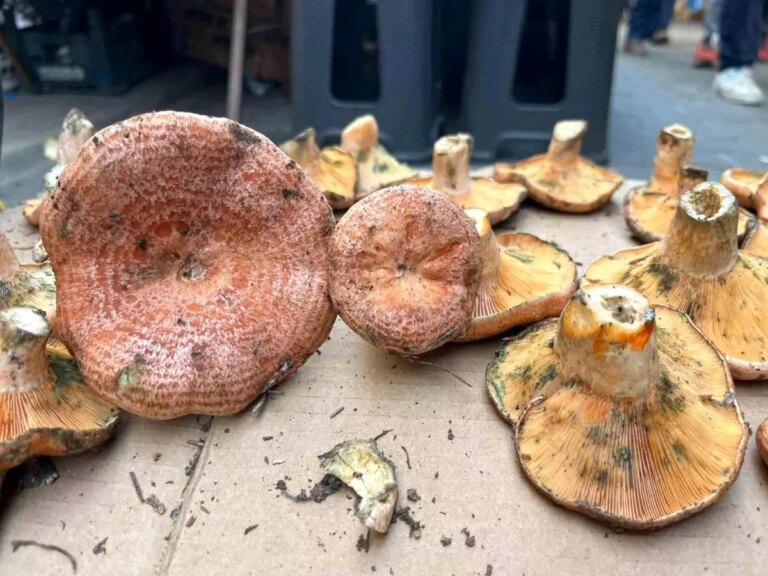 aydinda cintar mantarinin fiyati 500 lira 8aGKOYlO.jpg