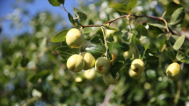 edirnede ciftciler kucuk arazilerini yuksek gelirli hunnap uretimiyle degerlendiriyor eGsFEe6V.jpg