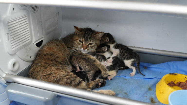 duygulandiran-olay-sut-anne-kedi-3-yavruya-daha-kucak-acti-KlGICVi1
