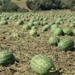 Super hucre tekirdagi vurdu tarim alanlarinda agir hasar olustu sd3Lvwx7